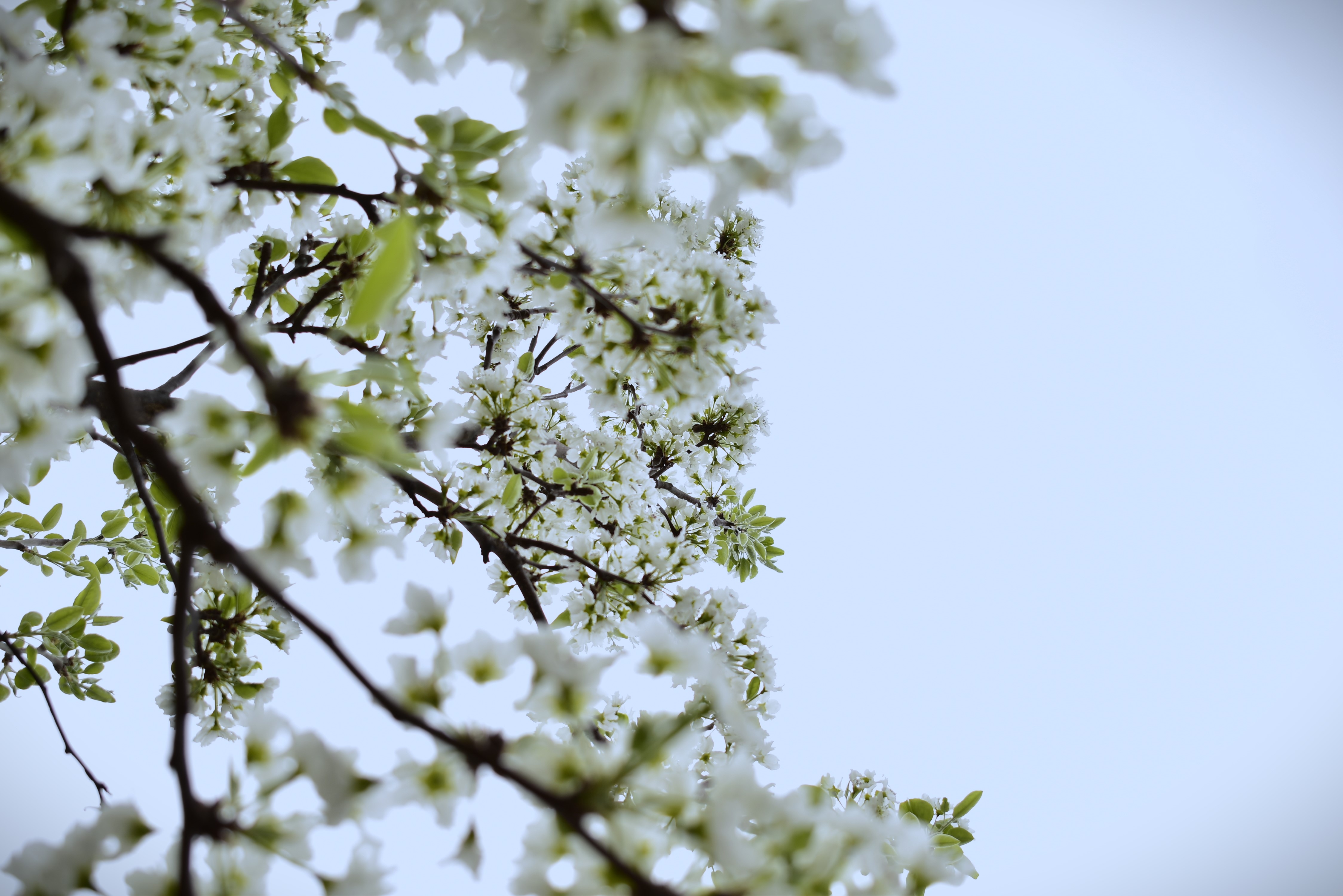 Apple blossom tree in full bloom against overcast sky