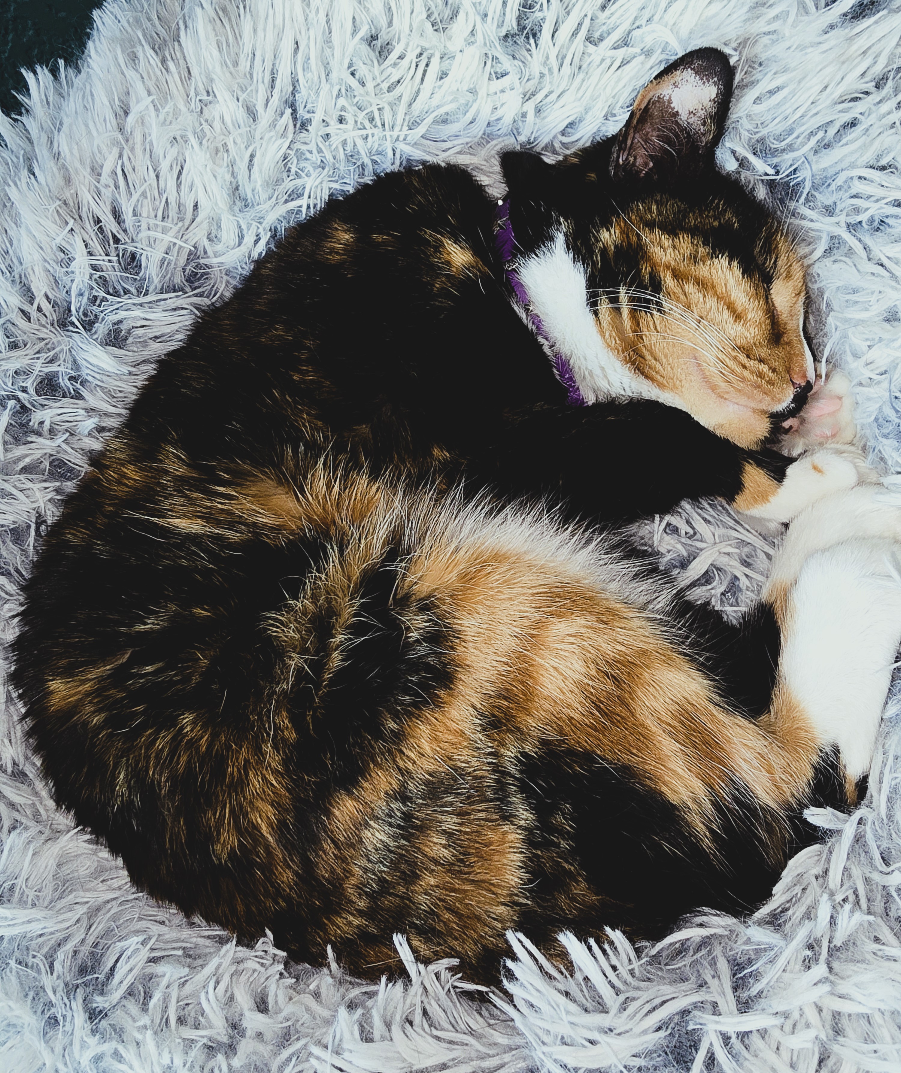 Hecate napping, unbothered and free because, as a cat, she follows her energy patterns and not the to-do list