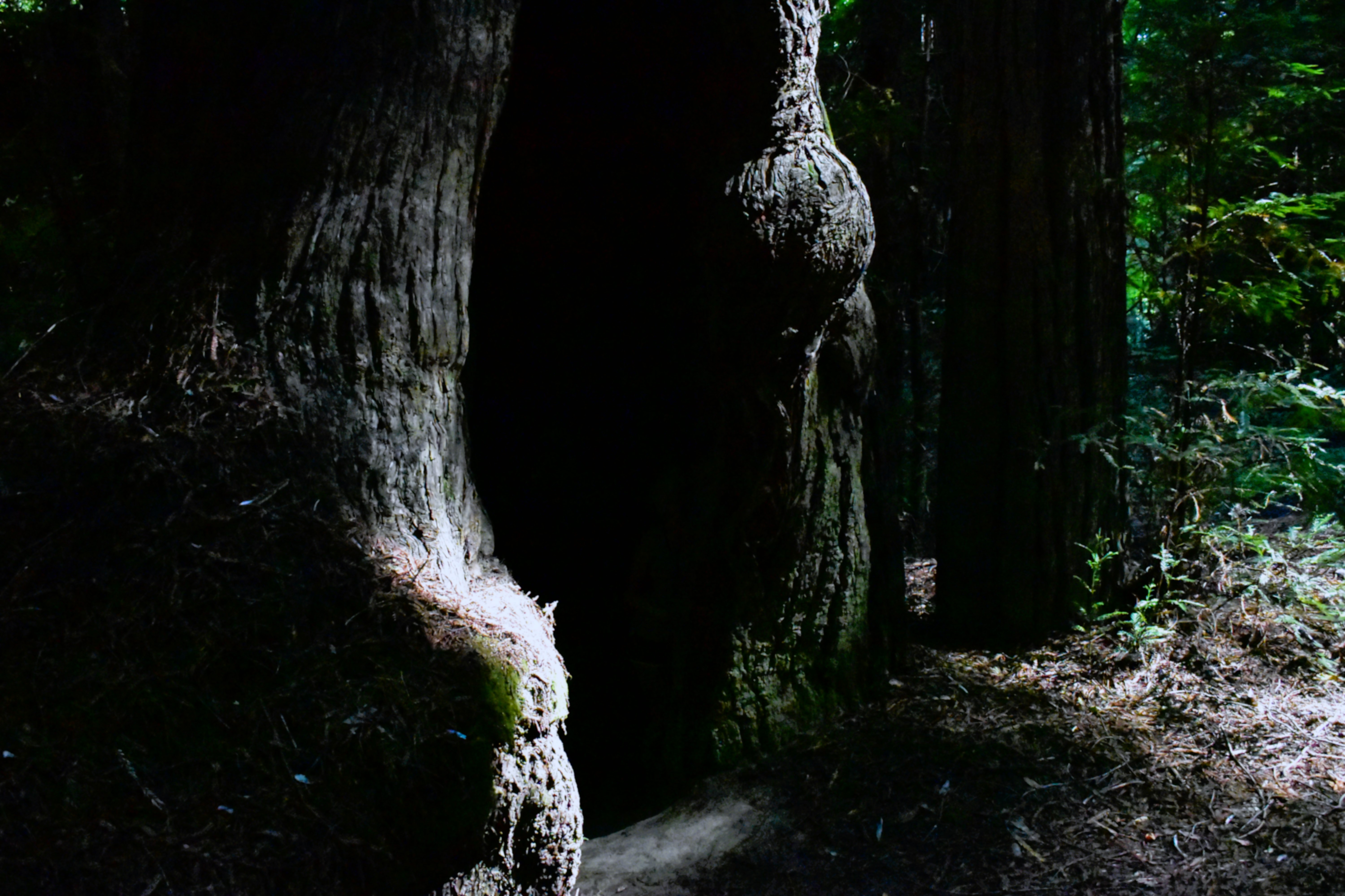 Massive sequoia tree with doorway into it.