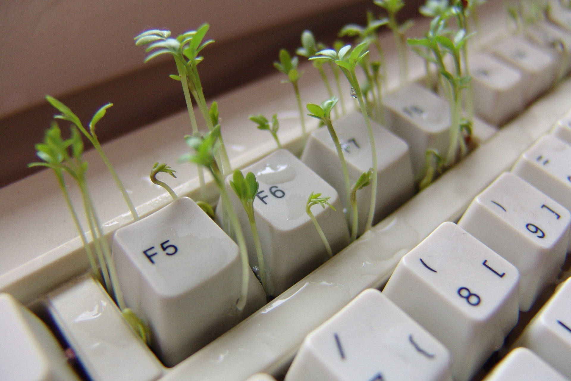 Keyboard with little sprouts coming through the keys.