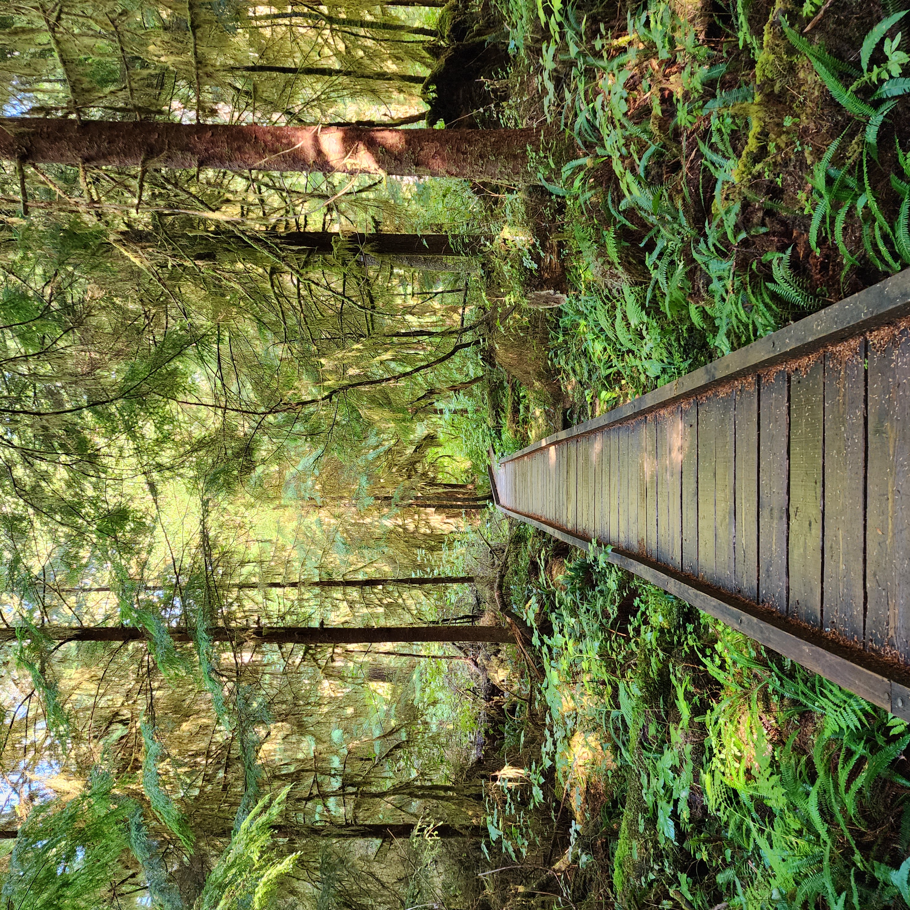 Wooden path through verdant Washington forest with ferns and dappled light, symbolizing the journey through creative seasons