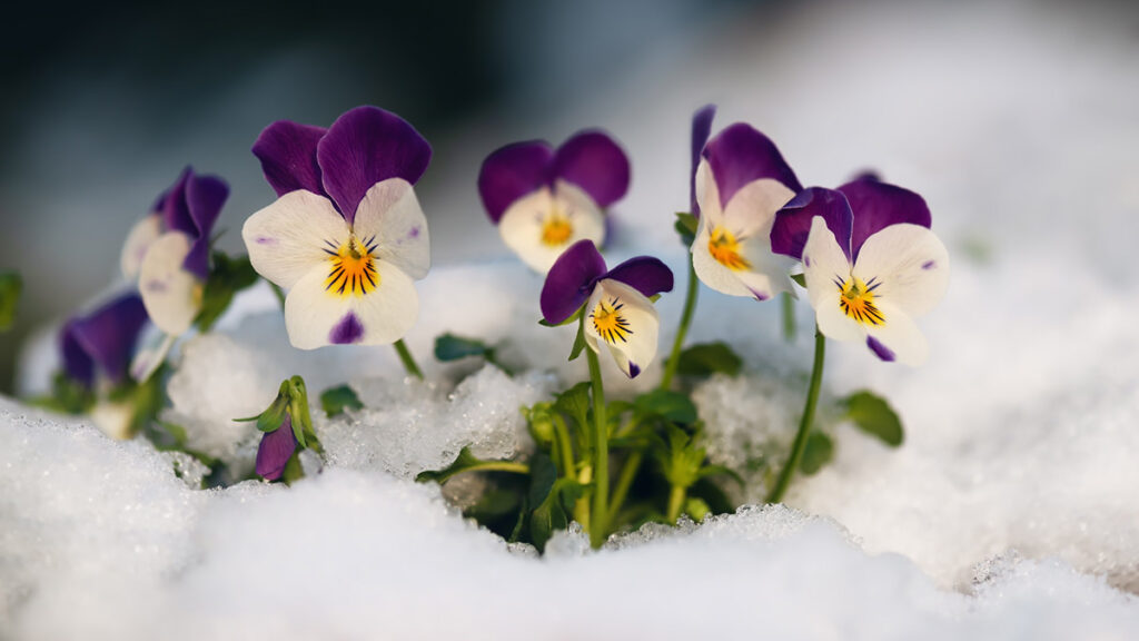 Pansies still blooming even with snow covering the ground.
